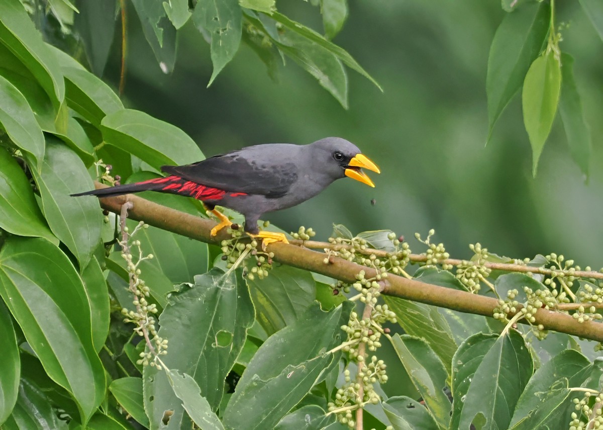 Finch-billed Myna - ML643873819