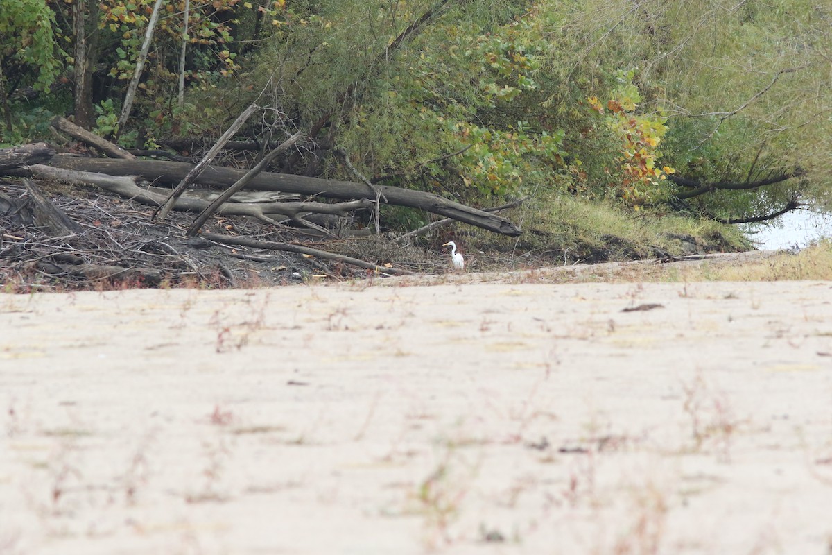 Great Egret - ML643873825