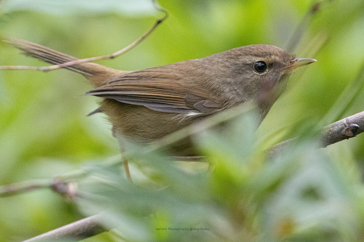 Brownish-flanked Bush Warbler - ML643873830