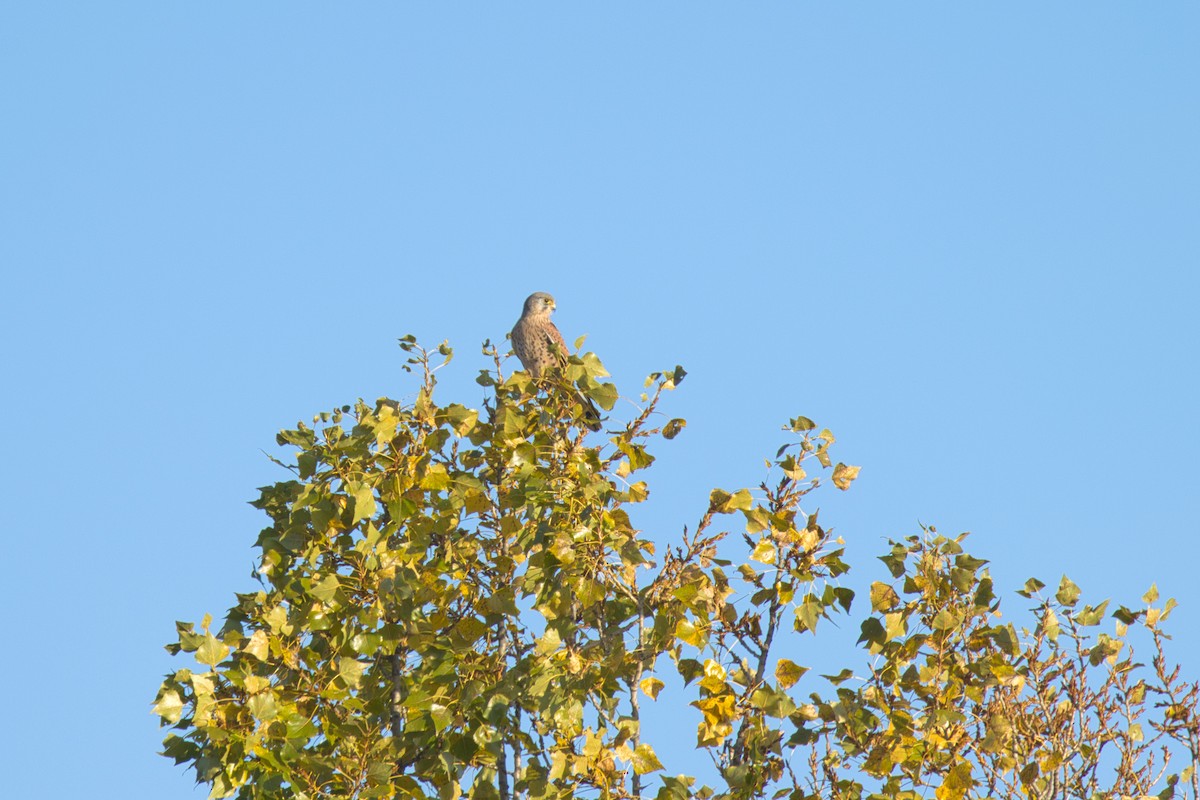 Kerkenez - ML643873832