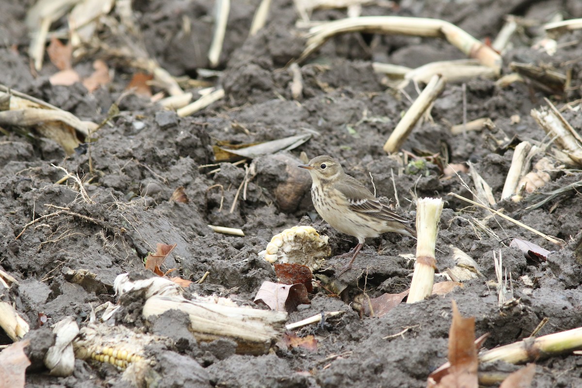 American Pipit - ML643873835