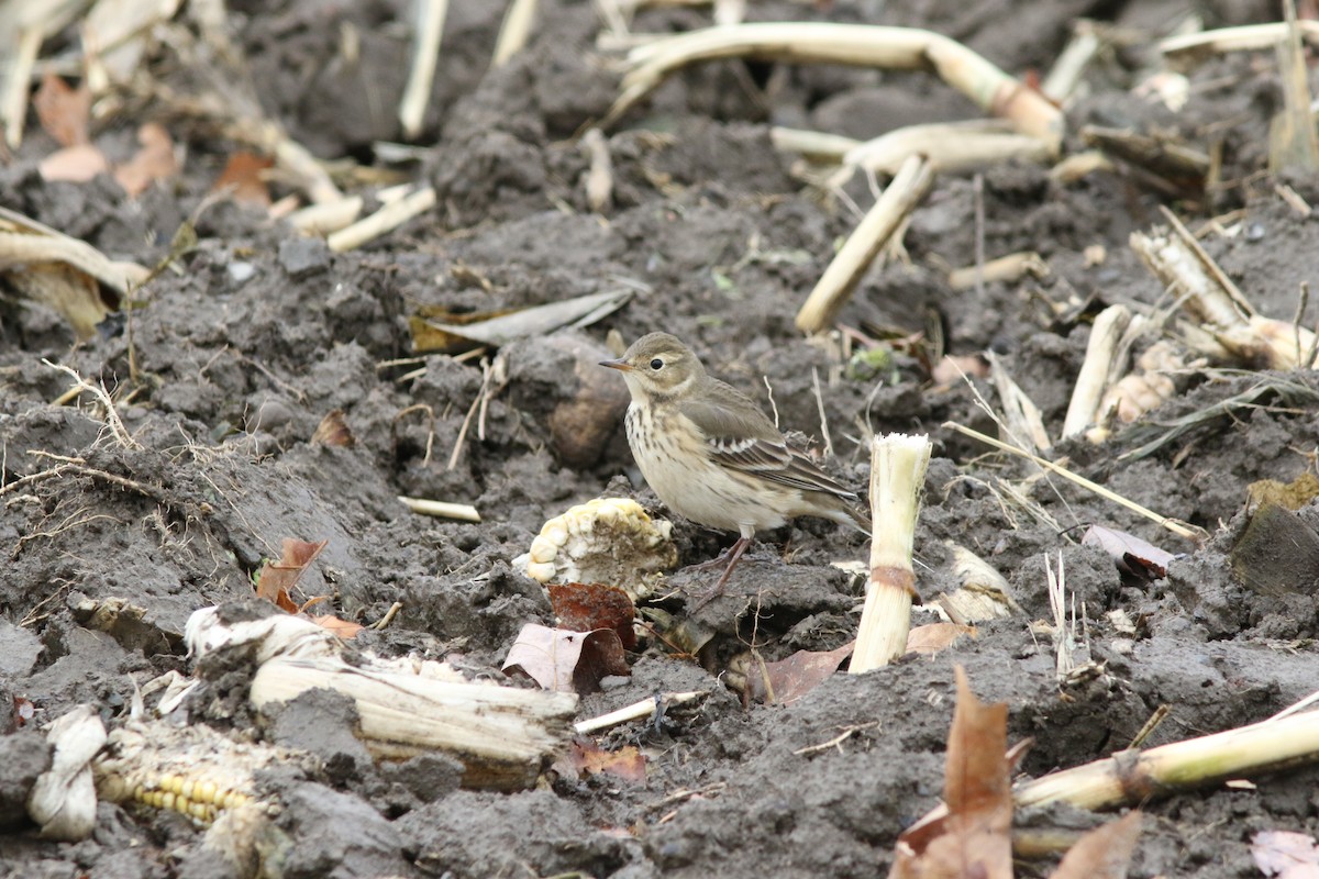 American Pipit - ML643873836
