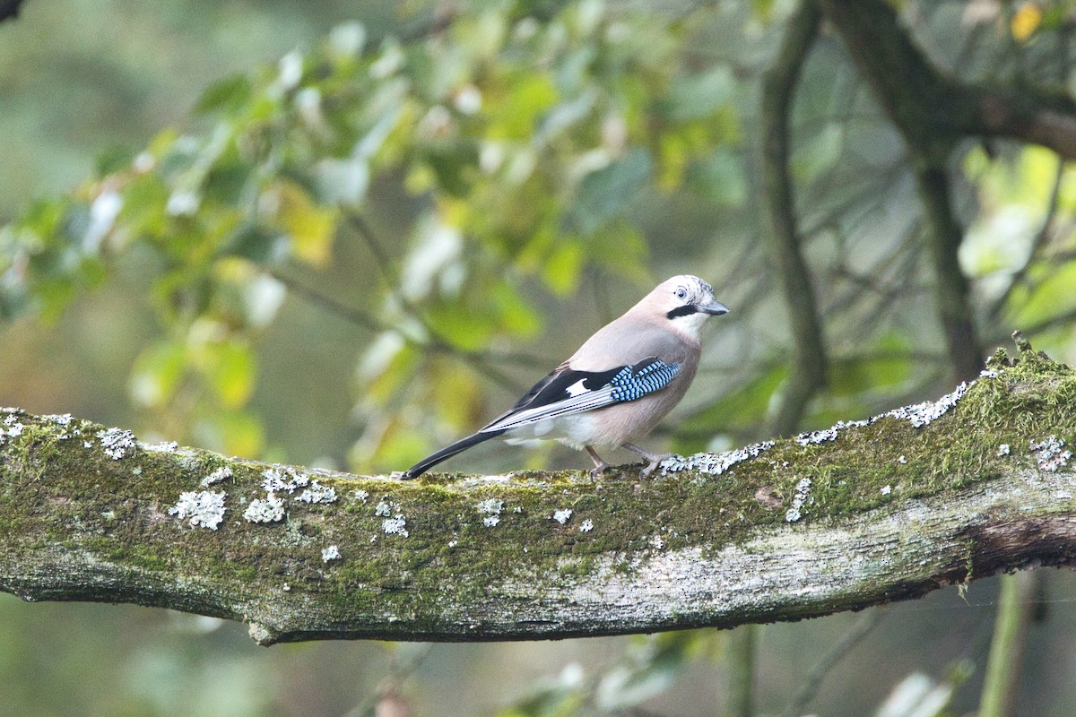 Alakarga - ML643873838