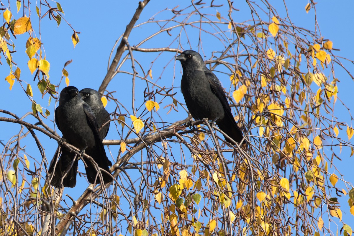 Küçük Karga - ML643873842