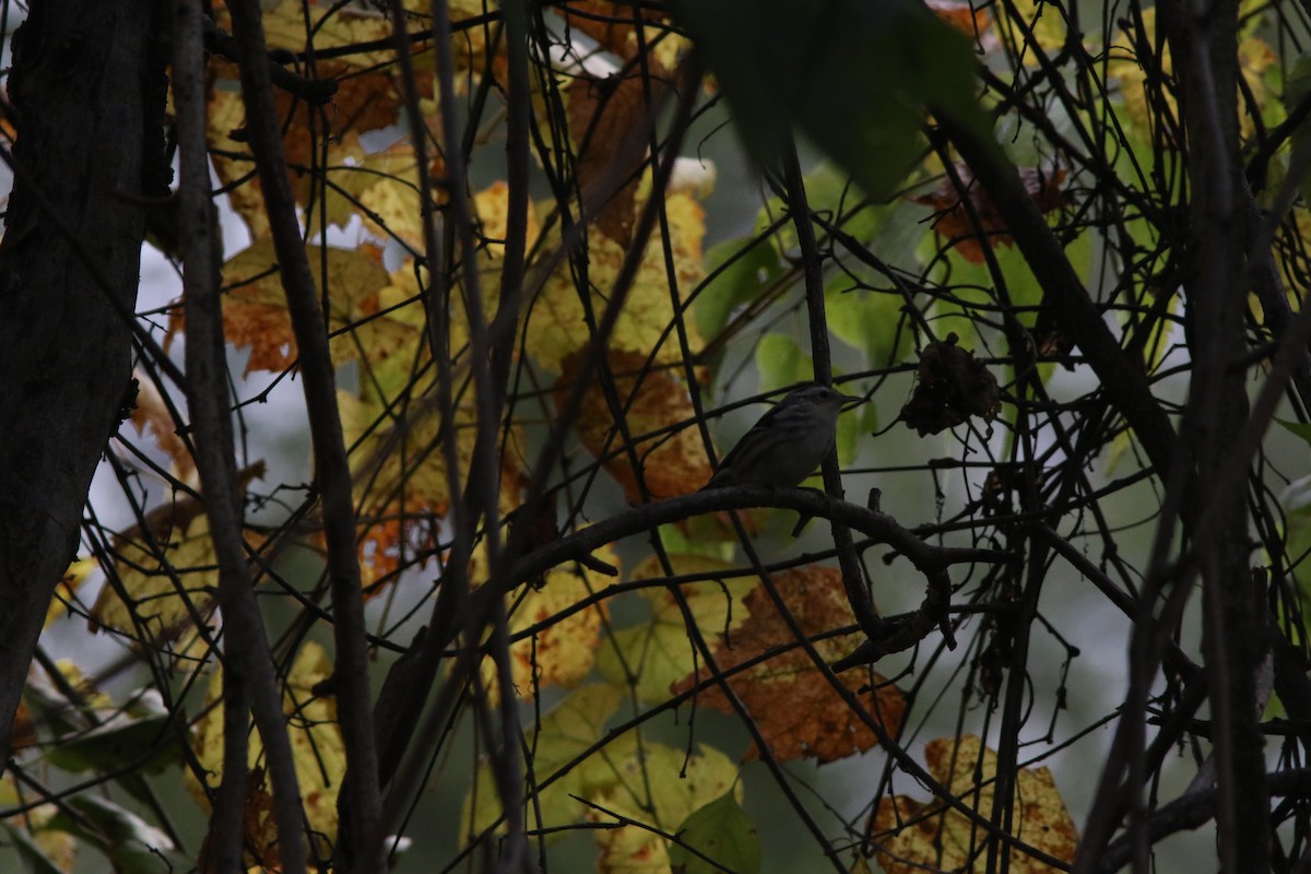 Black-and-white Warbler - ML643873854