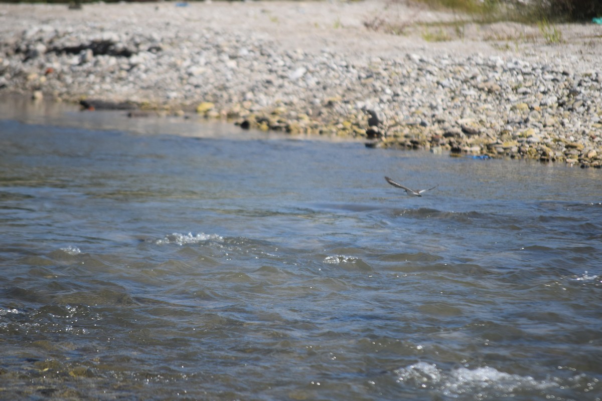 strandsnipe - ML643873859