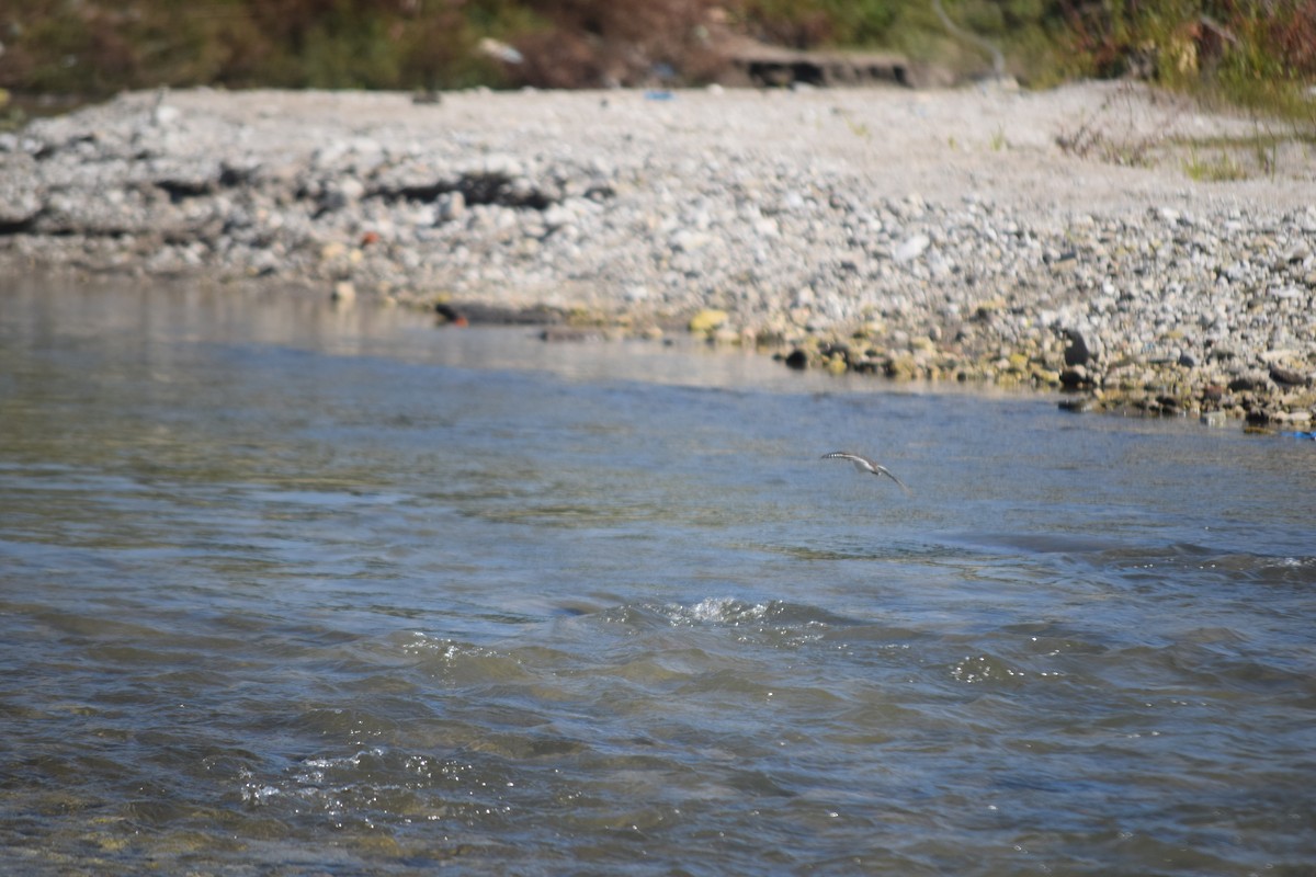 strandsnipe - ML643873860