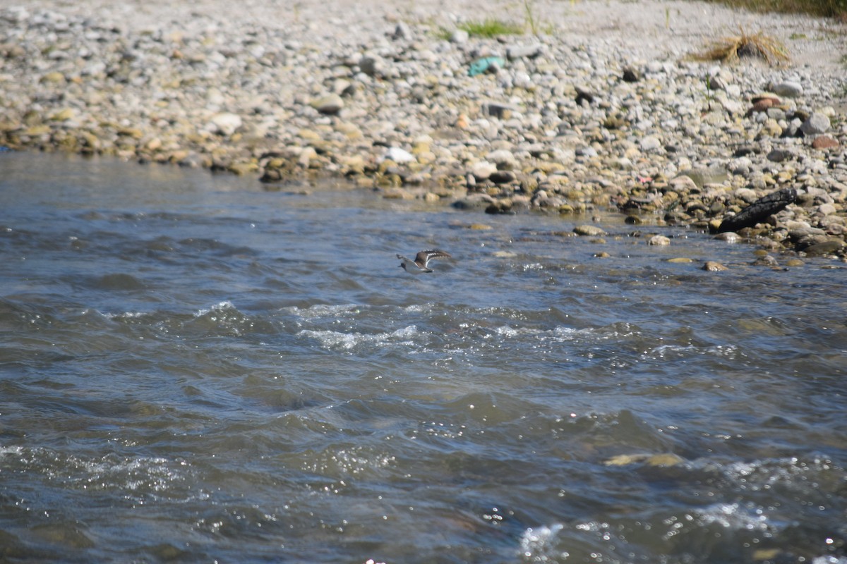 strandsnipe - ML643873861