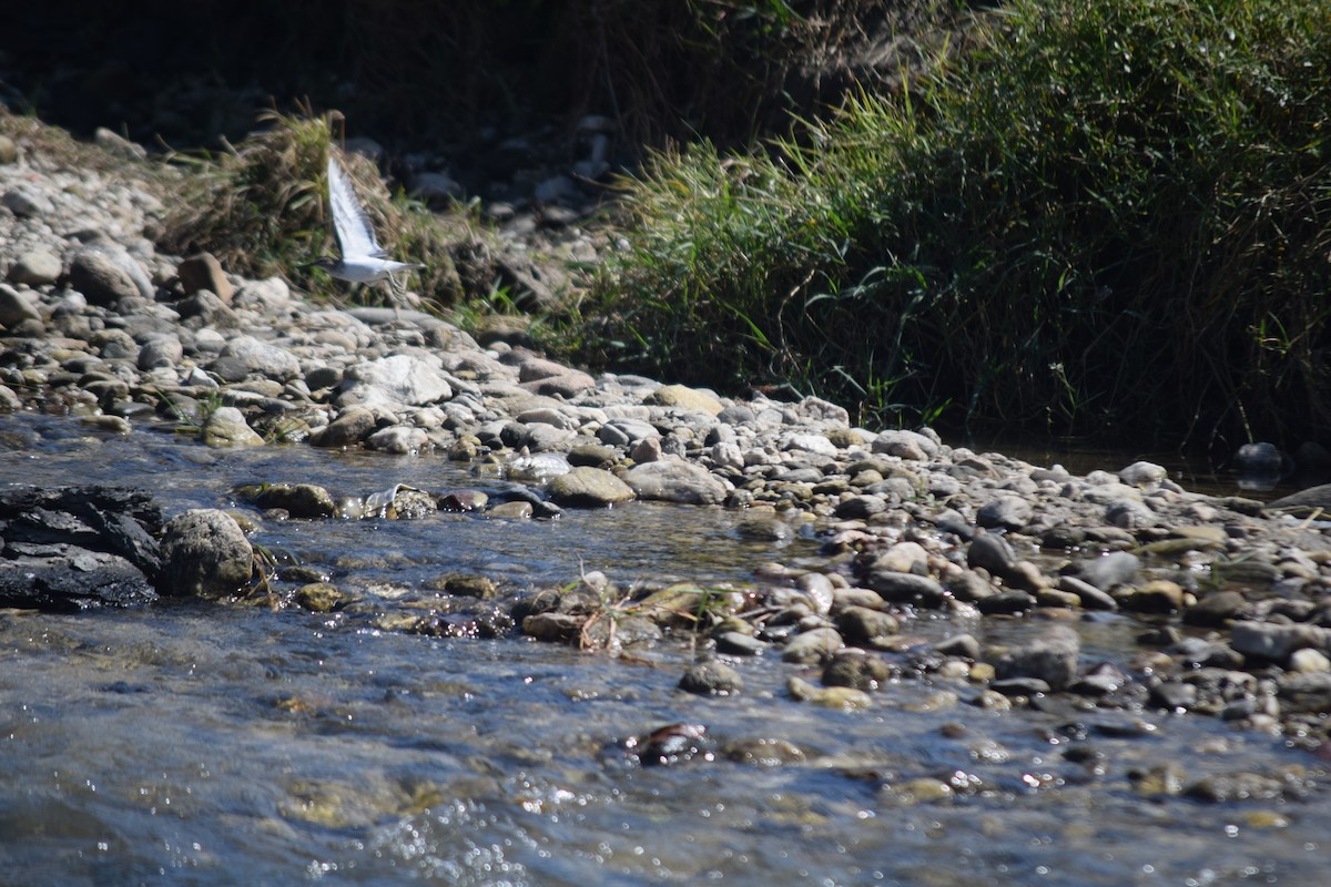 strandsnipe - ML643873862