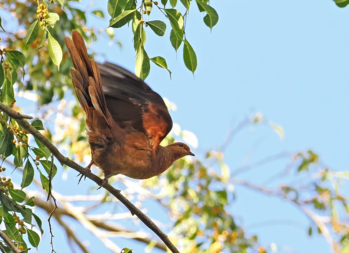 rajaampatgjøkdue (albicapilla gr.) - ML643873873