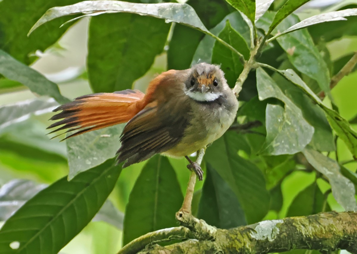 Sulawesi Fantail - ML643873885