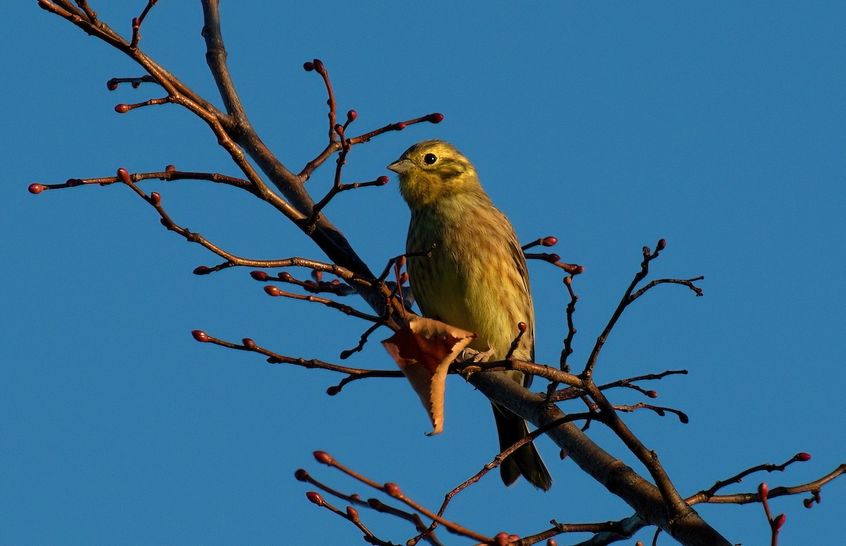 Yellowhammer - ML643873886