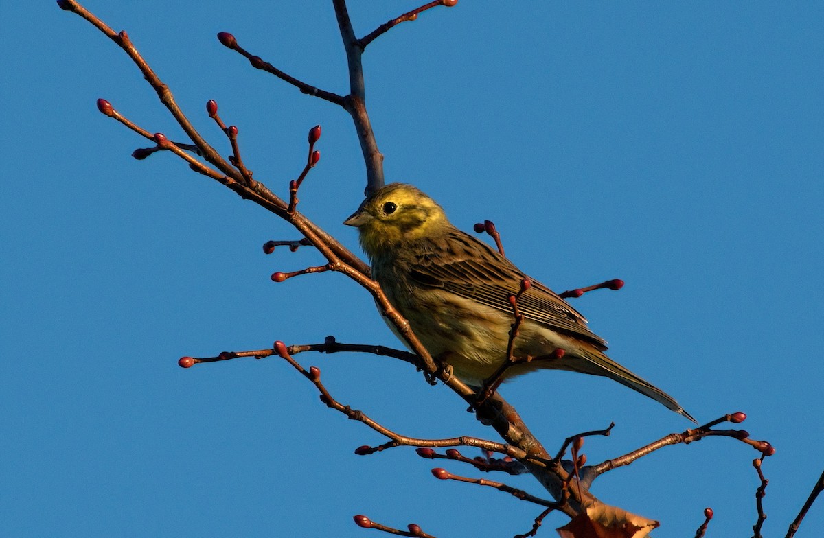 Yellowhammer - ML643873888