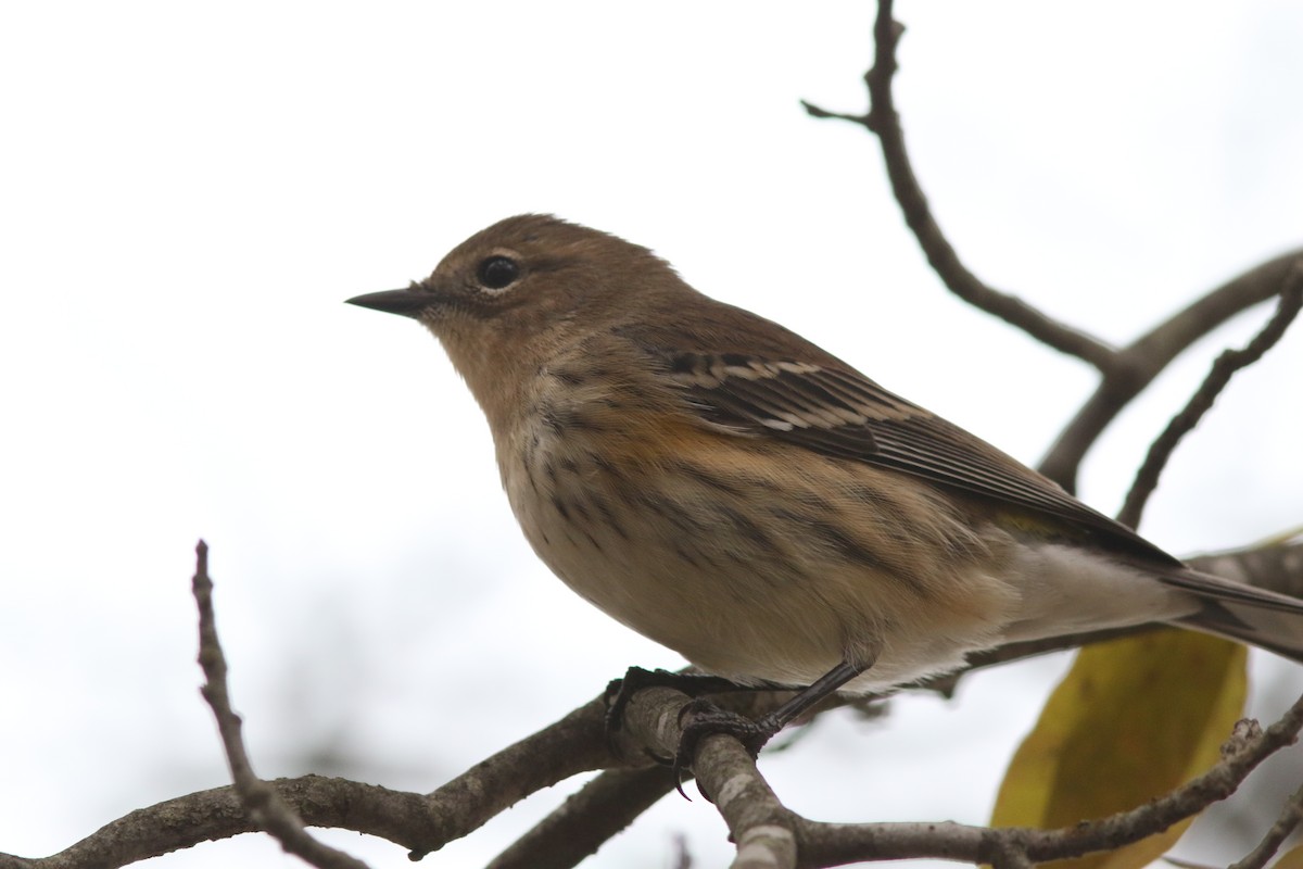 Yellow-rumped Warbler - ML643873889