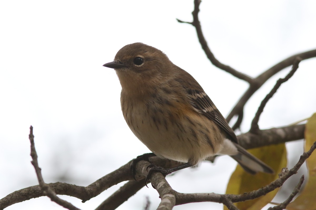 Yellow-rumped Warbler - ML643873890