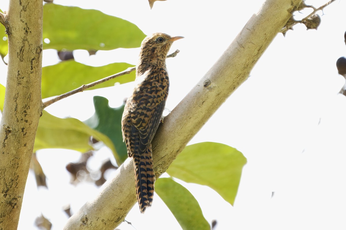 Plaintive Cuckoo - ML643873899