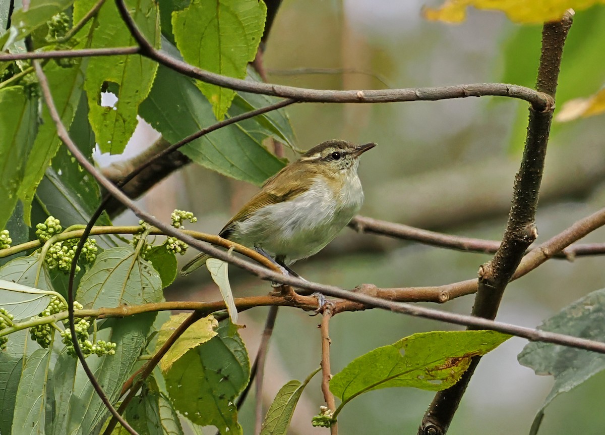 Lompobattang Leaf Warbler - ML643873906