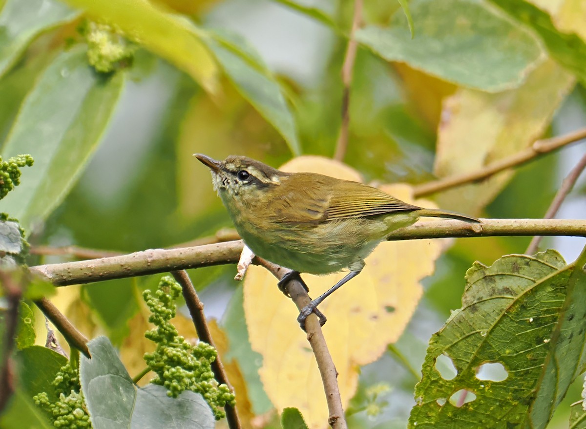Lompobattang Leaf Warbler - ML643873907