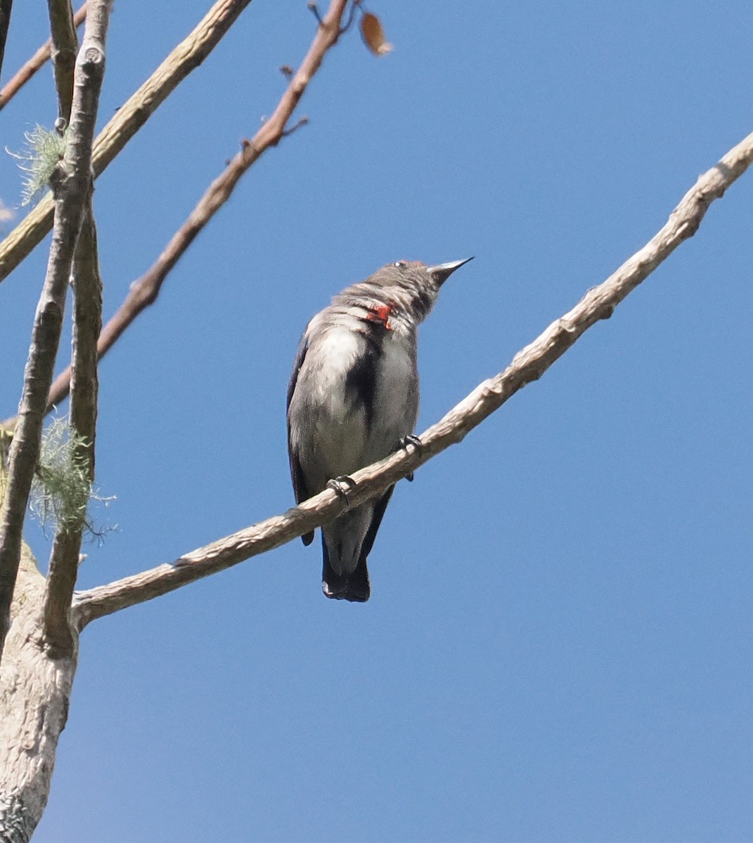 Dicée à tête rouge - ML643873959