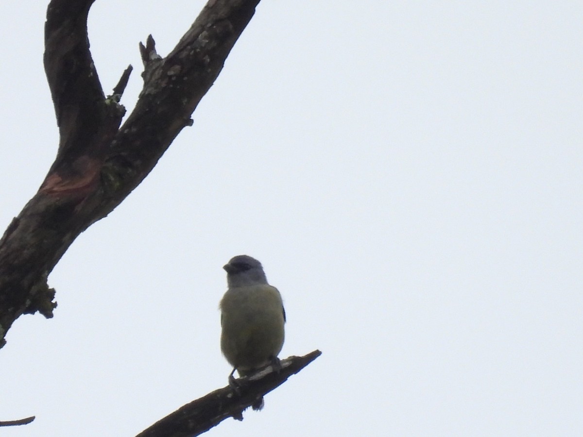 Yellow-winged Tanager - ML643874011