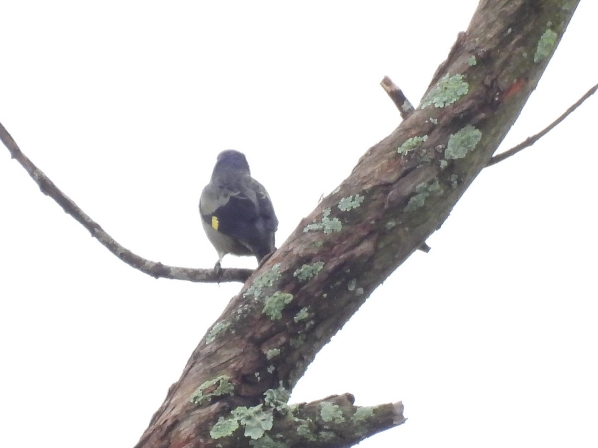 Yellow-winged Tanager - ML643874012