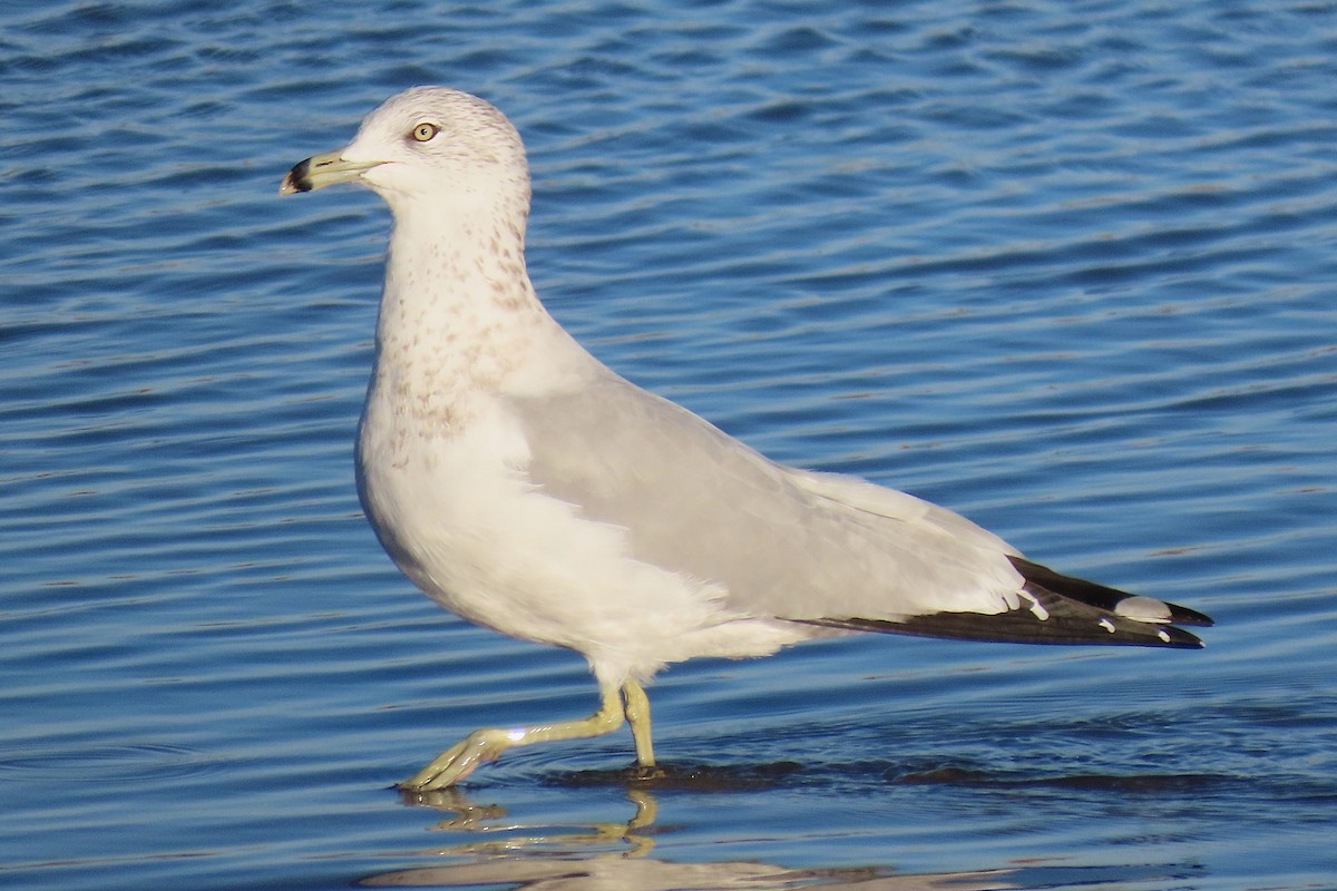 ringnebbmåke - ML643874020