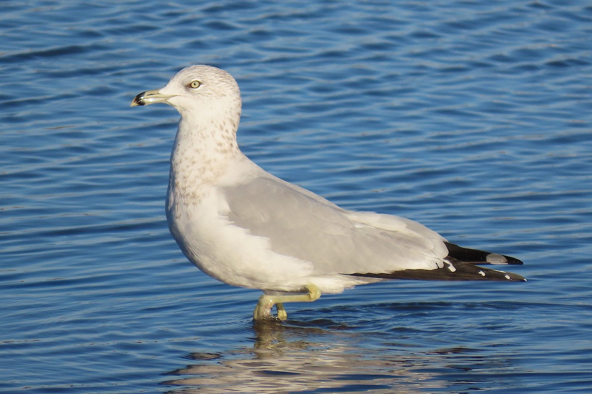 ringnebbmåke - ML643874022