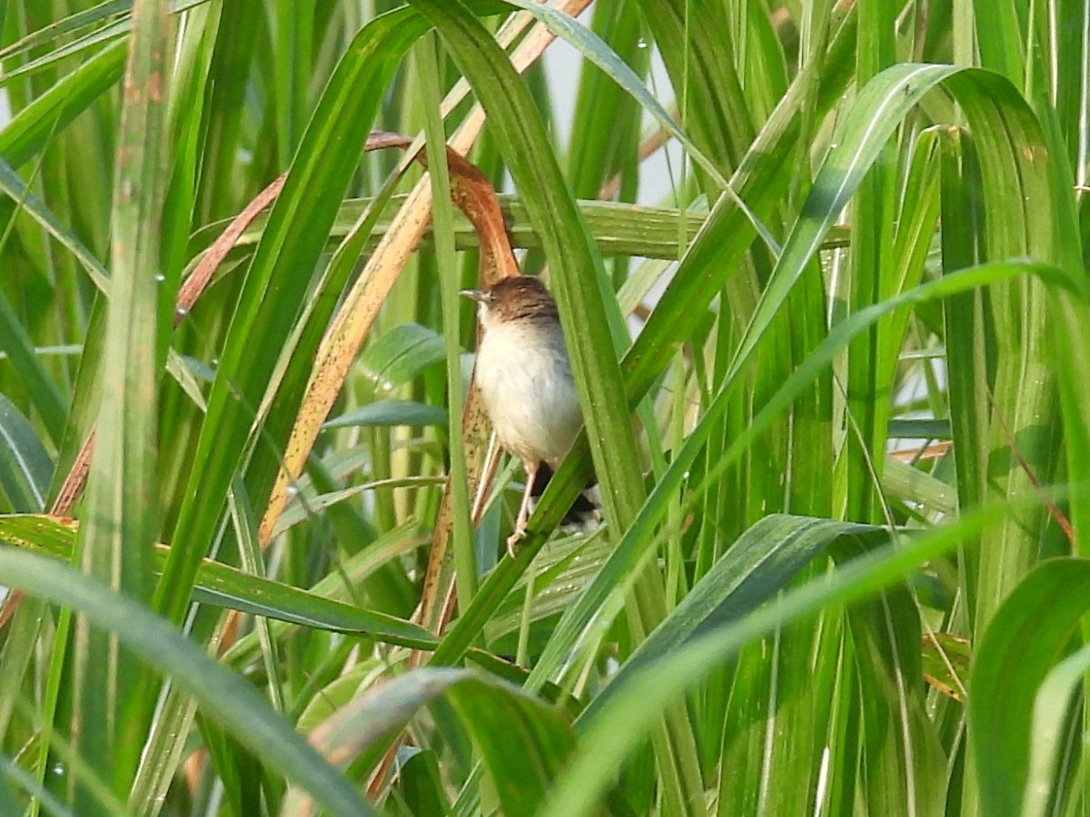 Carruthers's Cisticola - ML643874027