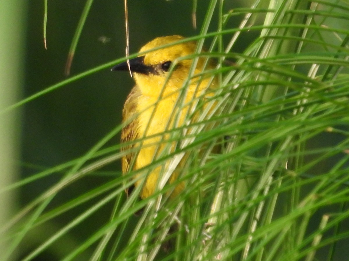 Slender-billed Weaver - ML643874034