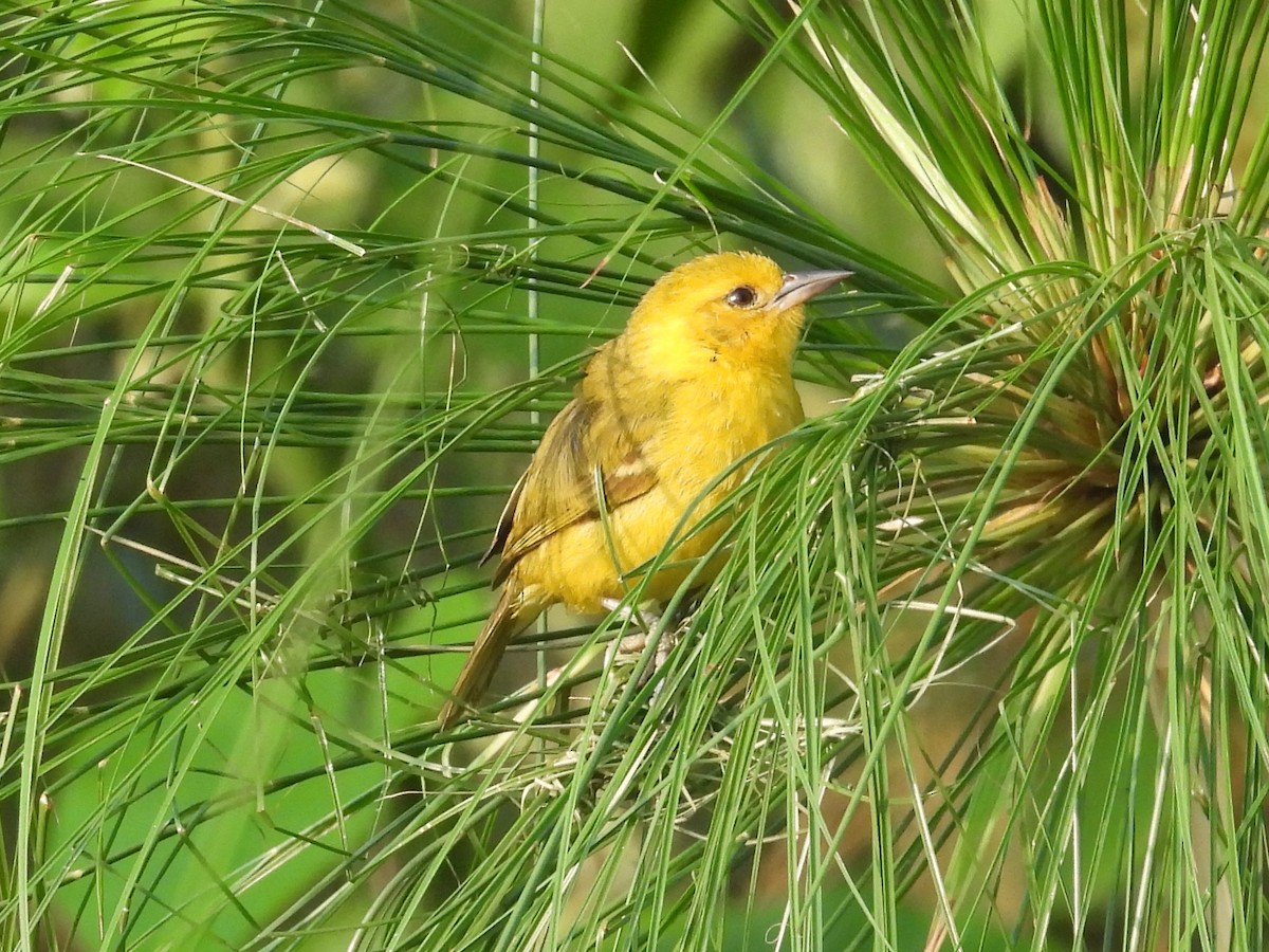 Slender-billed Weaver - ML643874035