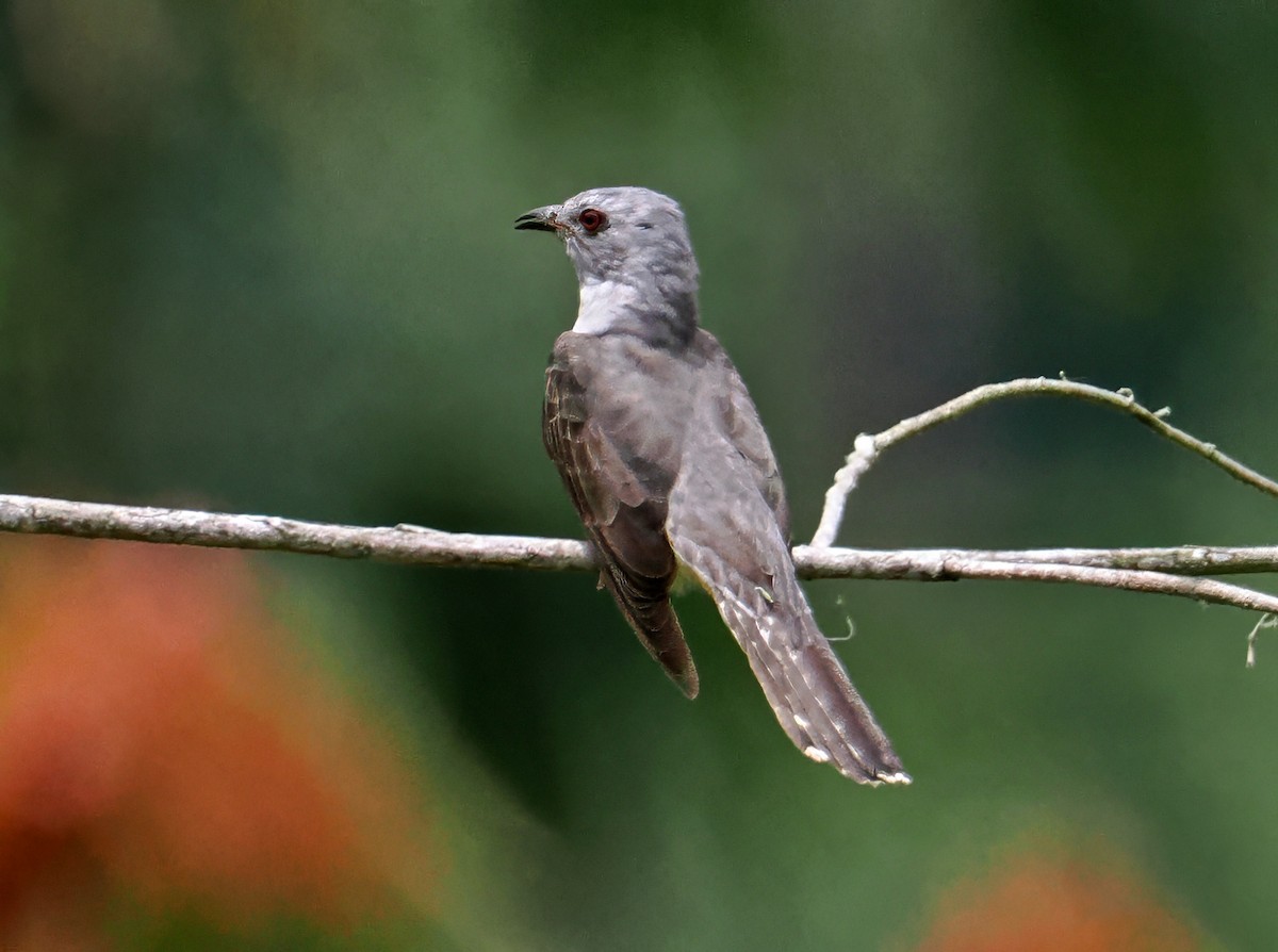 Plaintive Cuckoo - ML643874036