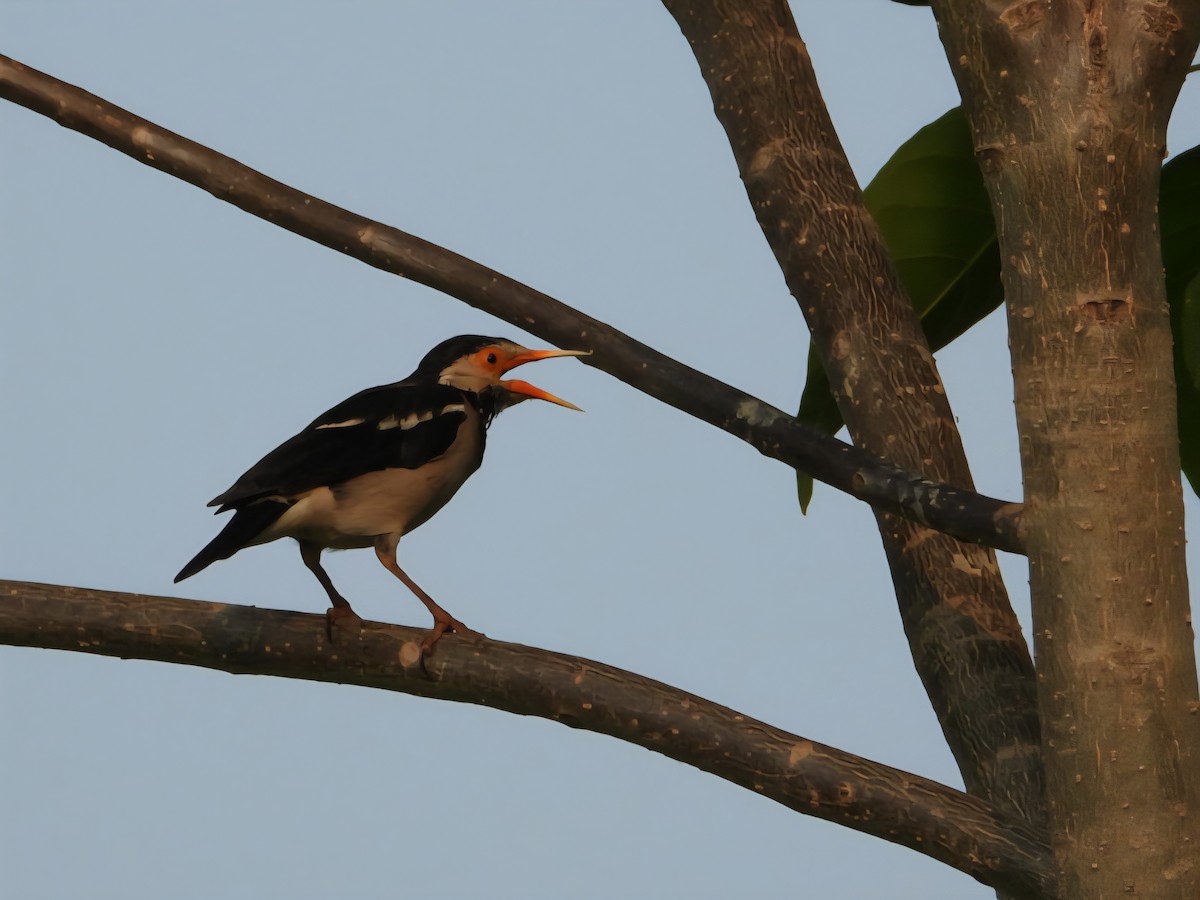 印度鵲椋鳥 - ML643874075