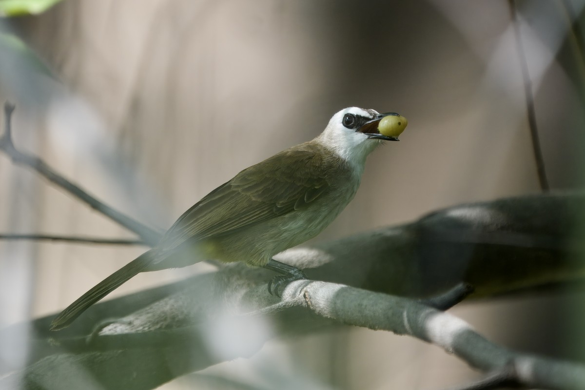Yellow-vented Bulbul - ML643874076