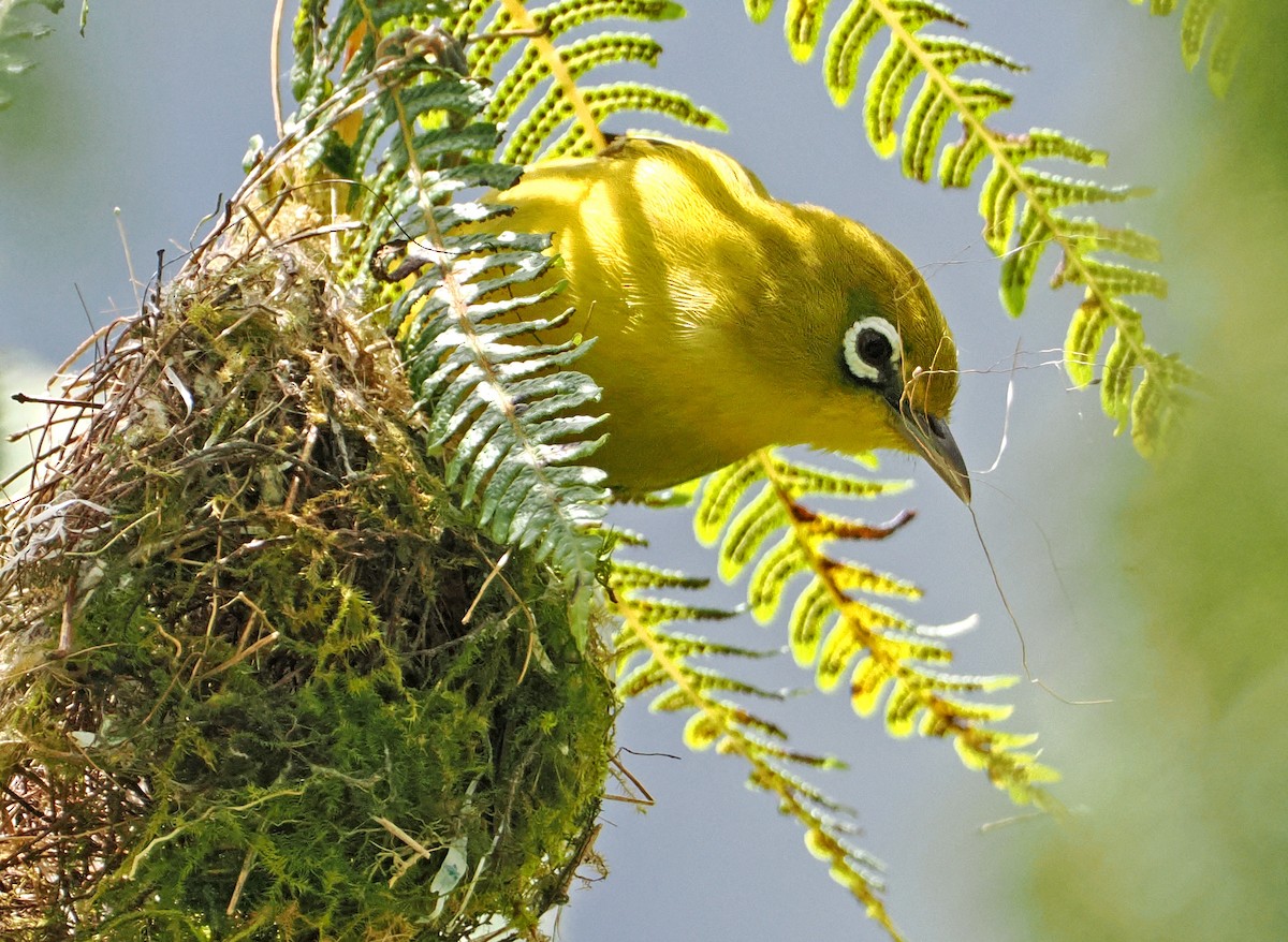 Lemon-bellied White-eye - ML643874084