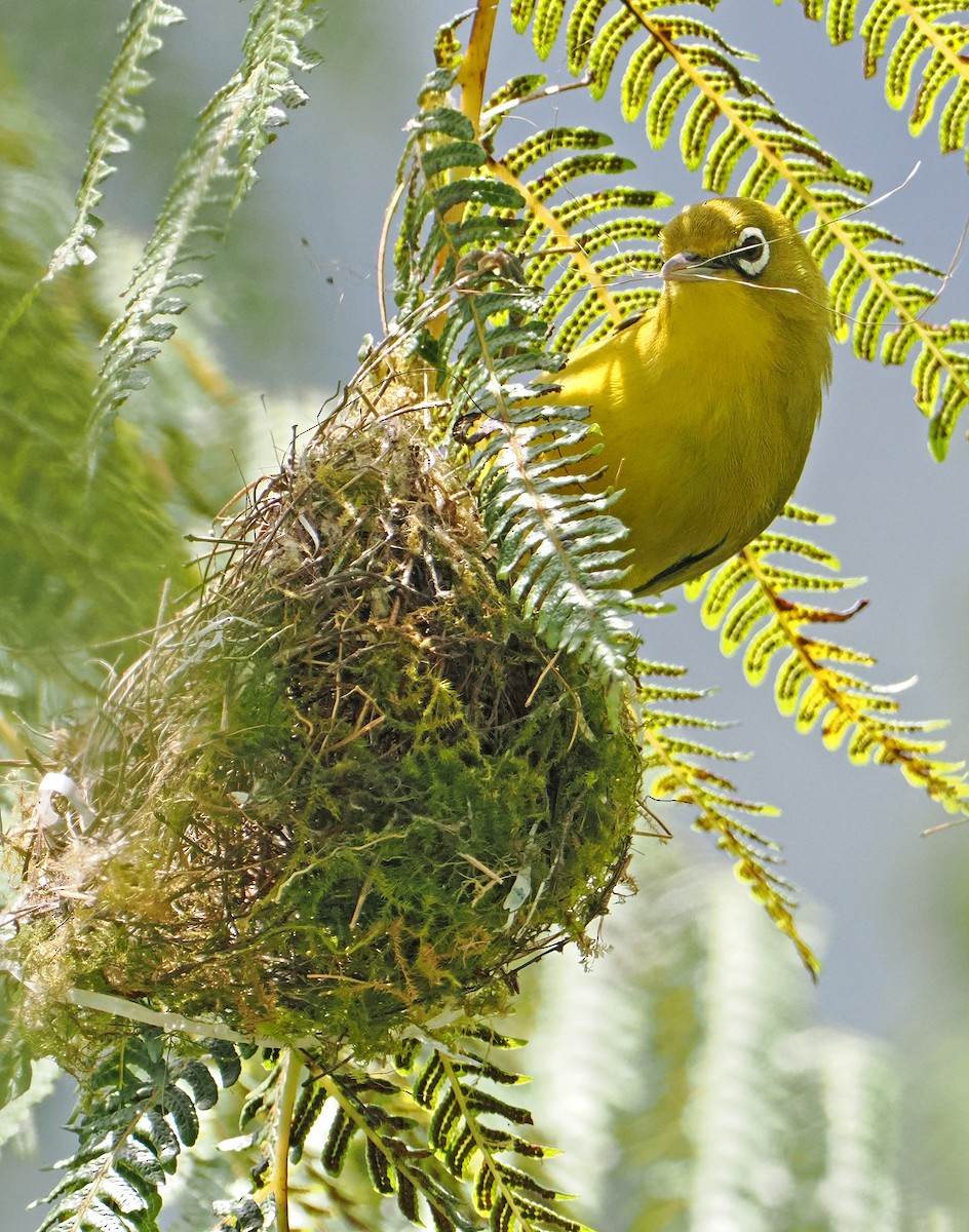 Lemon-bellied White-eye - ML643874085