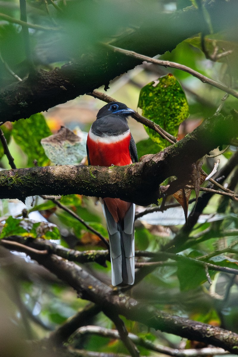 Malabar Trogon - ML643874096