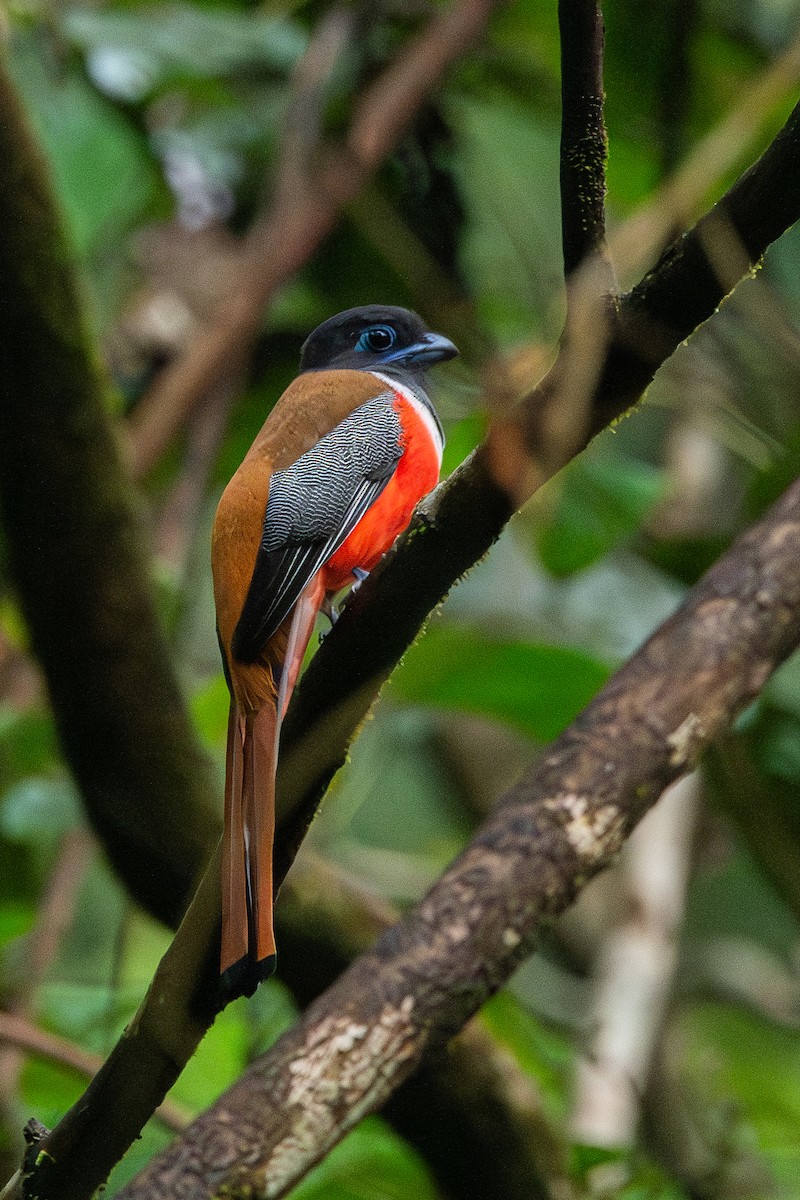 Malabar Trogon - ML643874103