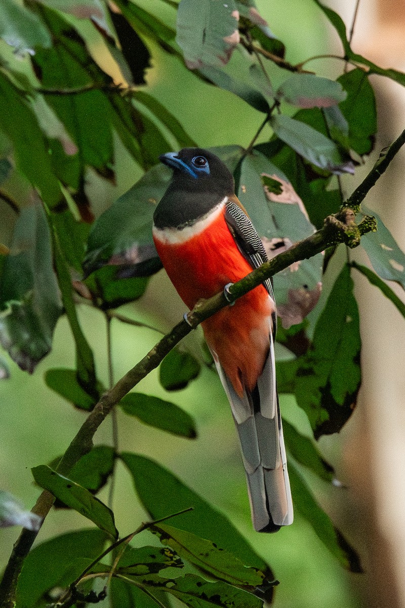 Malabar Trogon - ML643874104