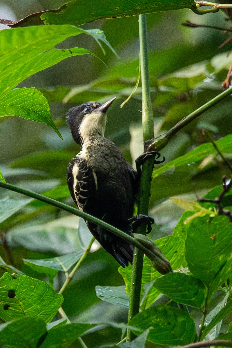 Pic canente - ML643874113