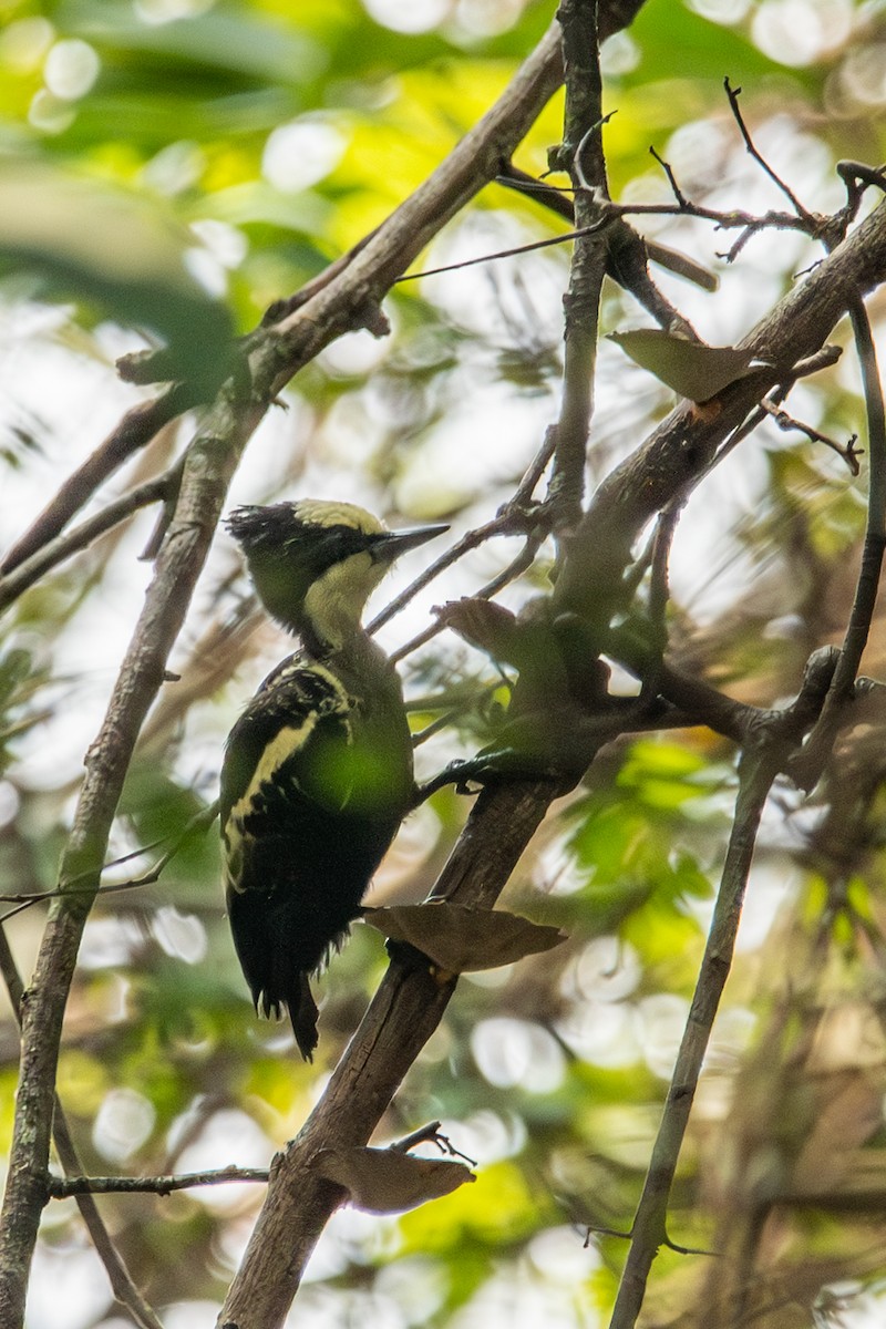 Pic canente - ML643874114