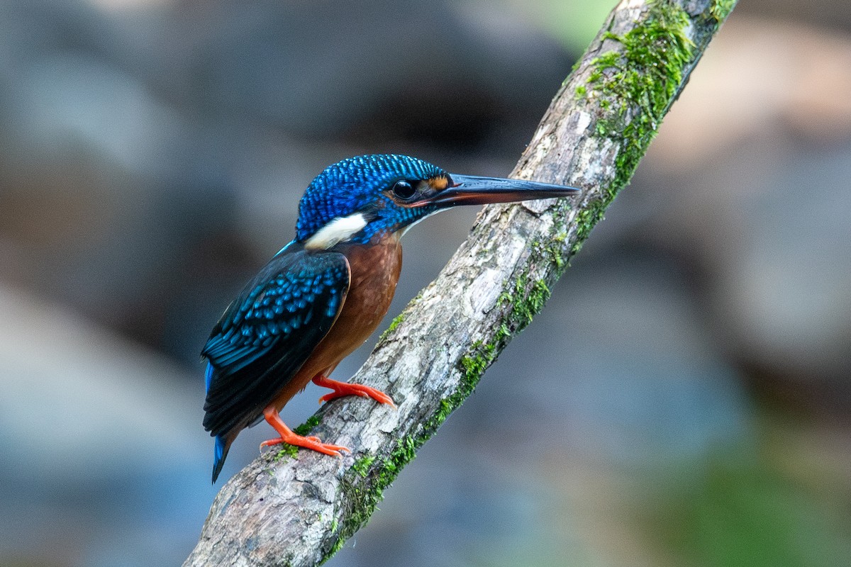 Blue-eared Kingfisher - ML643874154