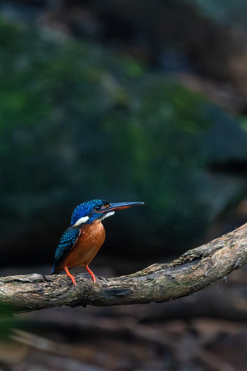 Blue-eared Kingfisher - ML643874155