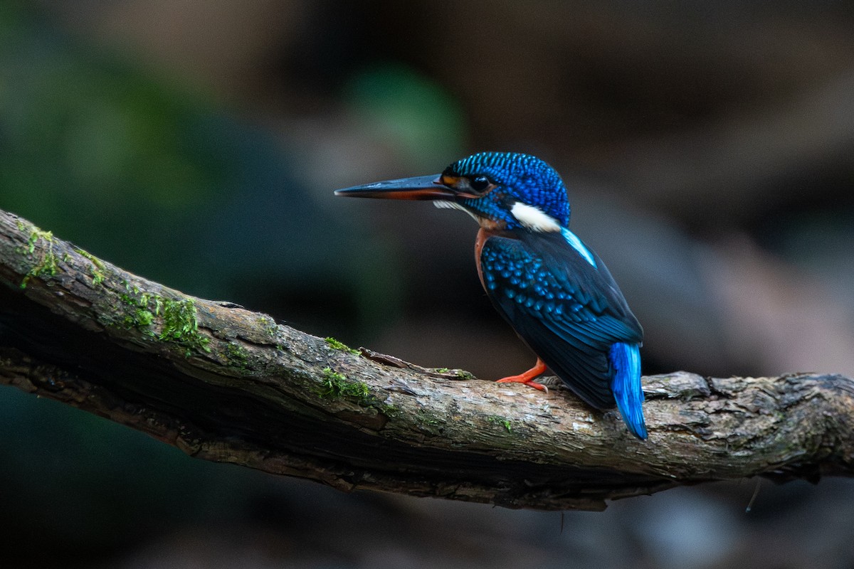 Blue-eared Kingfisher - ML643874156