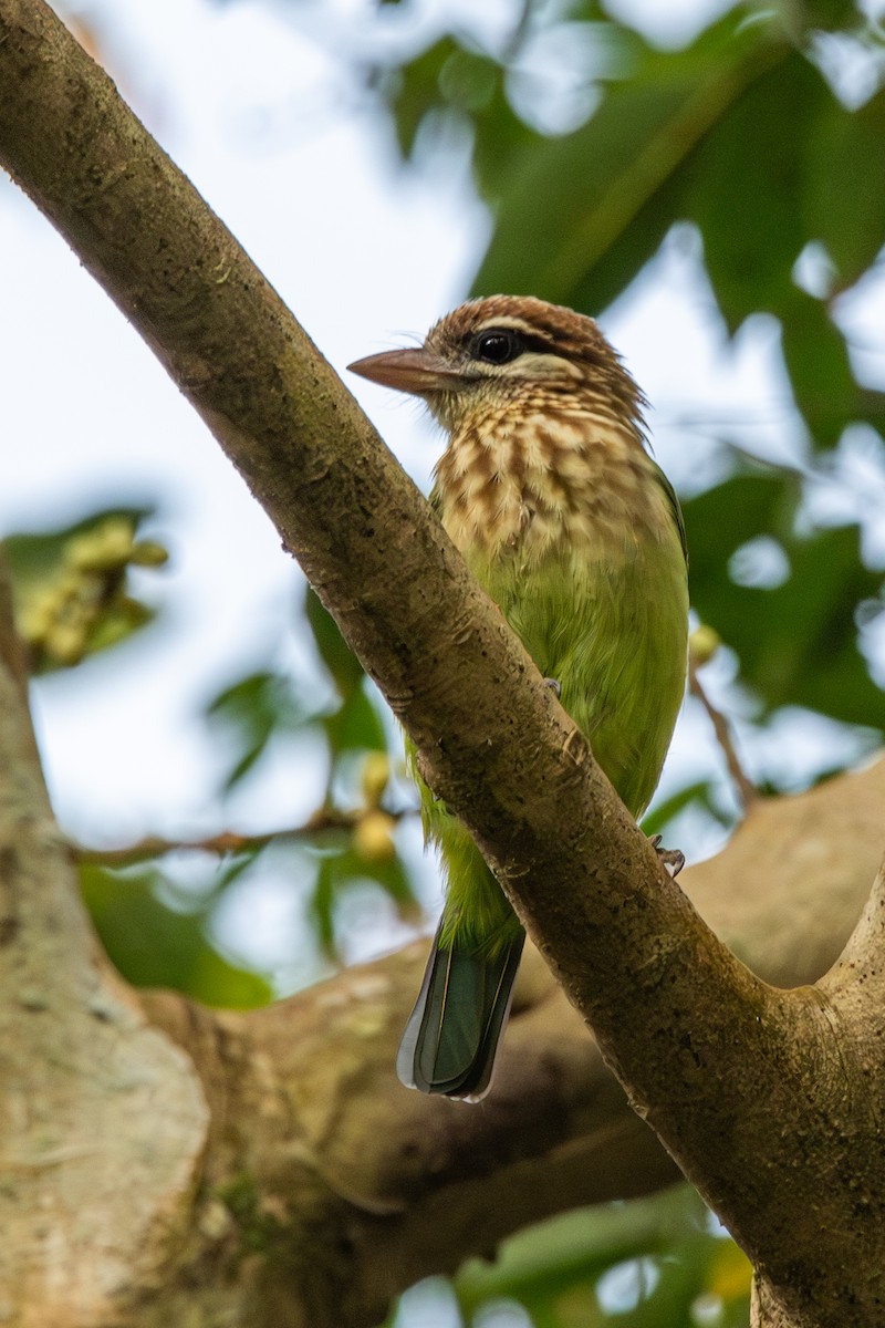White-cheeked Barbet - ML643874161