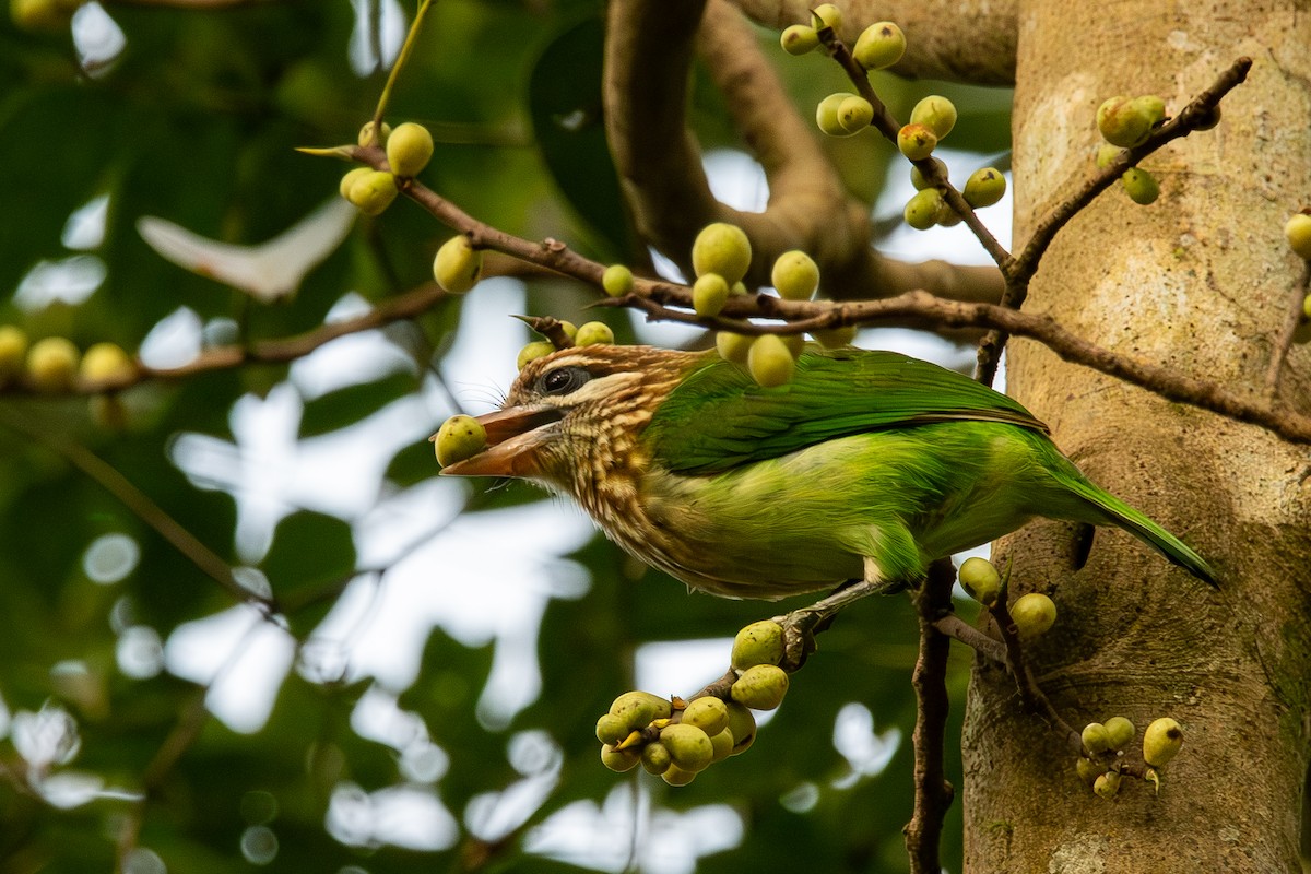 White-cheeked Barbet - ML643874162