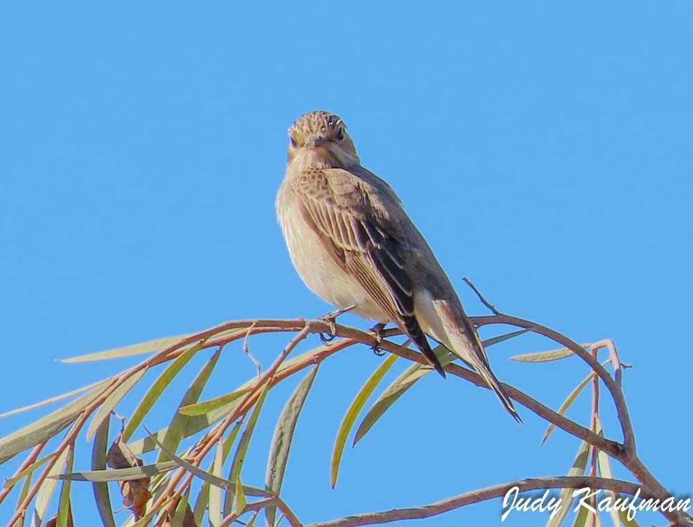 Spotted Flycatcher - ML643874199