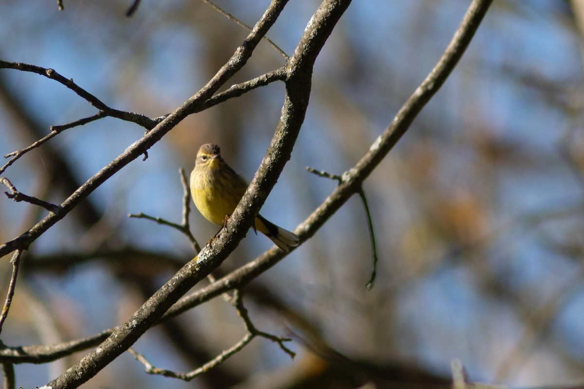 Palm Warbler (Yellow) - ML643874206