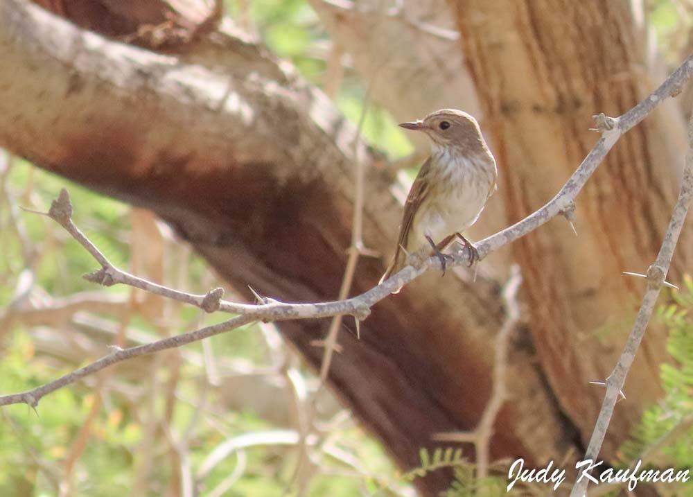 Spotted Flycatcher - ML643874208