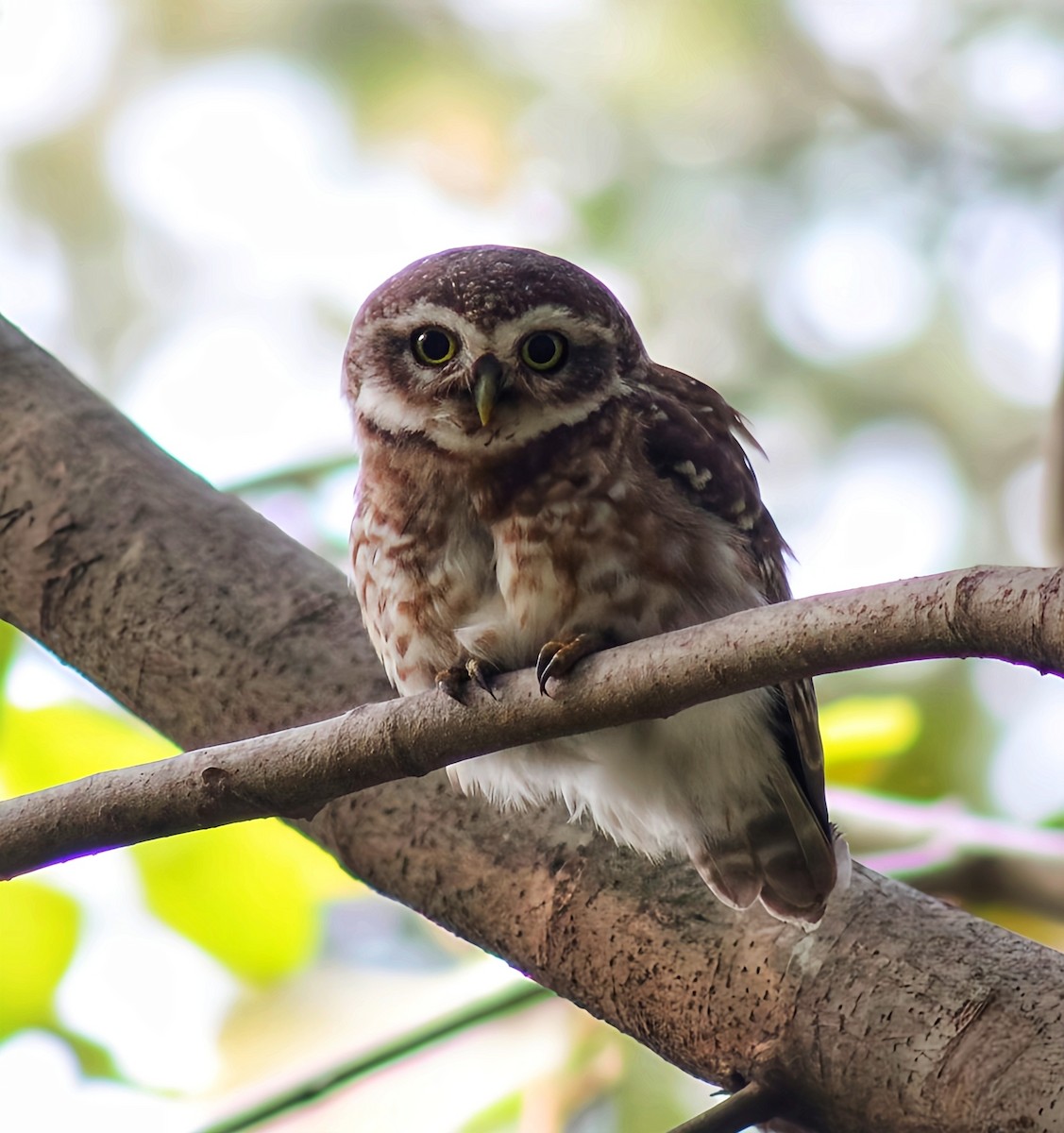 Spotted Owlet - ML643874214