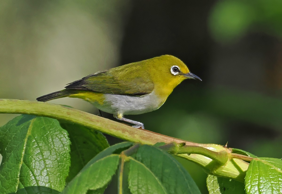Warbling White-eye - ML643874240